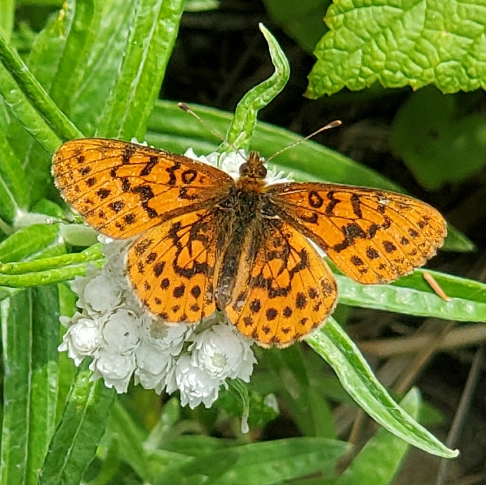 Meet your Posher, Shackleton